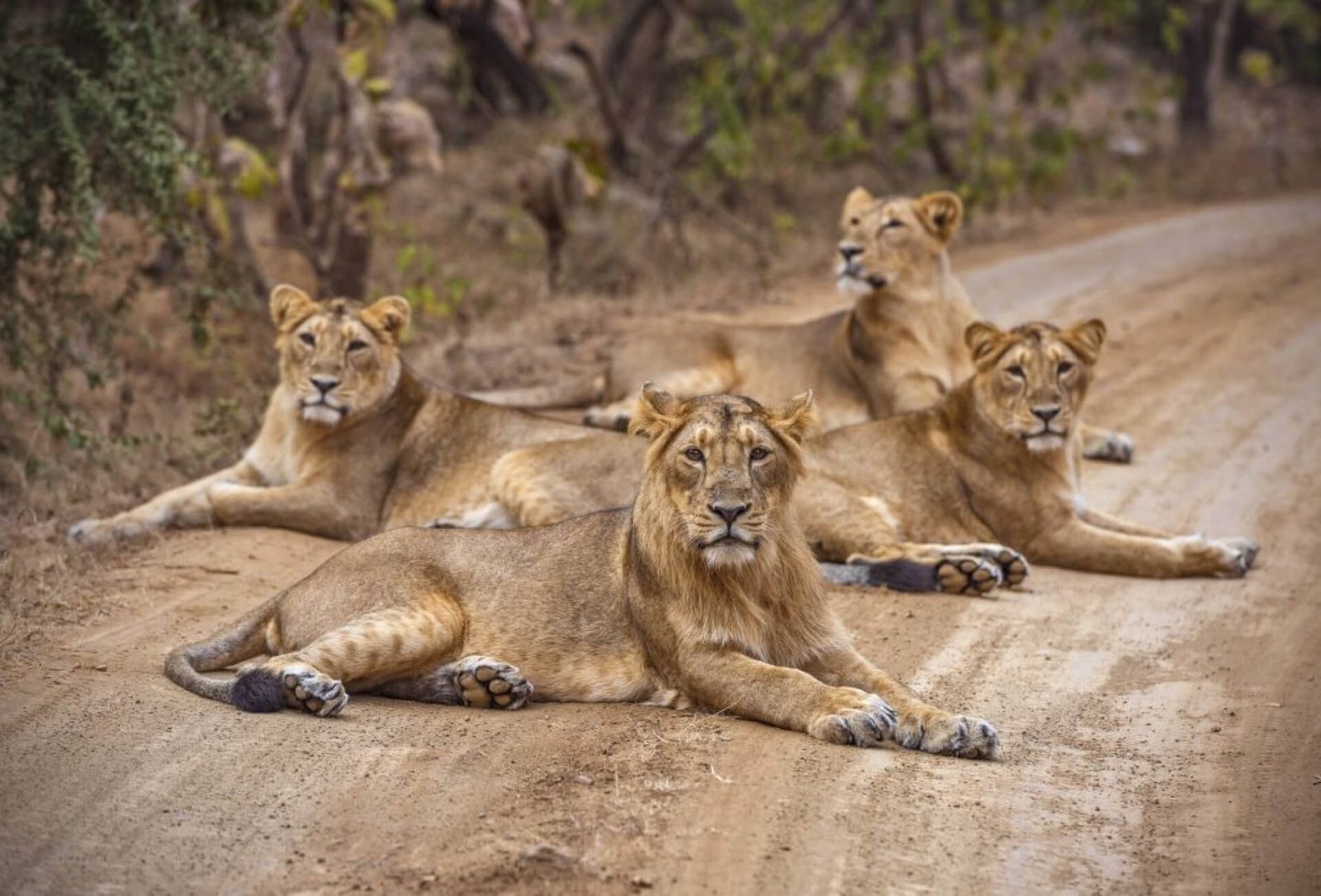 Sasan Gir and Diu